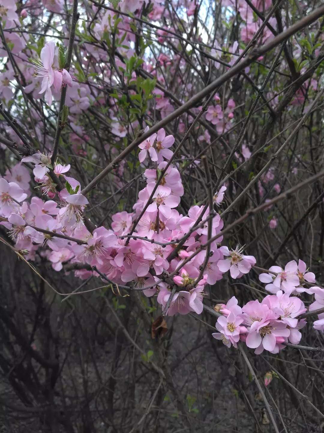 2017.04.30[吉林]北山公园，一个人去的